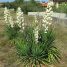 Yucca filamentosa