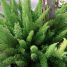 Asparagus densiflorus “Myersii”