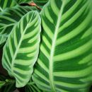 Calathea zebrina