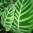 Calathea zebrina