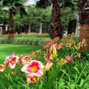 Hemerocallis x hybrida