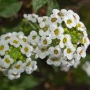 Lobularia maritima