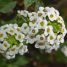 Lobularia maritima