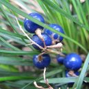 Ophiopogon japonicus