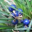 Ophiopogon japonicus