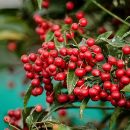 Ardisia crenata
