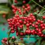 Ardisia crenata