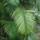 Dypsis lutescens