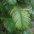 Dypsis lutescens