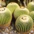 Echinocactus grusonii