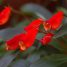 Gloxinia sylvatica