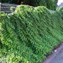 Hedera Helix