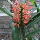 Hedychium coccineum