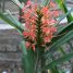 Hedychium coccineum