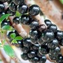 Myrciaria jaboticaba