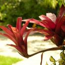 Neoregelia “Fireball”