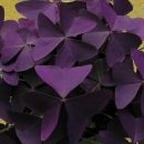 Oxalis triangularis