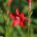 Ruellia elegans