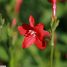 Ruellia elegans