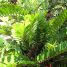 Zamioculcas zamiifolia