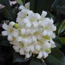 Murraya paniculata