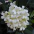 Murraya paniculata
