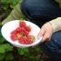 Fragaria × ananassa