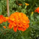 Tagetes patula