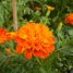 Tagetes patula