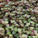 Callisia repens