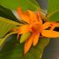 Magnolia champaca
