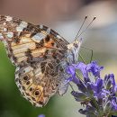 Lavandula angustifolia