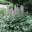 Acanthus mollis