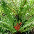 Blechnum brasiliense