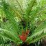 Blechnum brasiliense