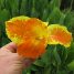 Canna x generalis
