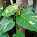 Epipremnum pinnatum