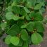 Ficus leprieurii