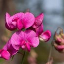 Lathyrus odoratus