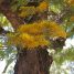 Grevillea robusta