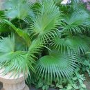 Livistona chinensis