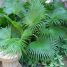 Livistona chinensis