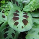 Maranta leuconeura “Kerchoveana”
