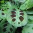 Maranta leuconeura “Kerchoveana”