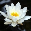 Nymphaea
