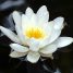 Nymphaea