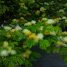 Chloroleucon tortum