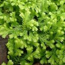 Selaginella kraussiana