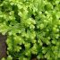 Selaginella kraussiana