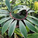 Costus spiralis “Variegata”